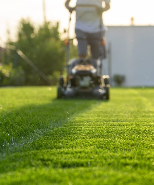 green grass cutting with lawn mower in home garden .